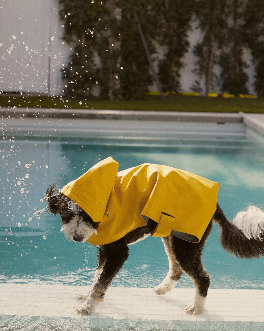 Где купить красивую одежду для собак. Стильному хозяину – модный питомец