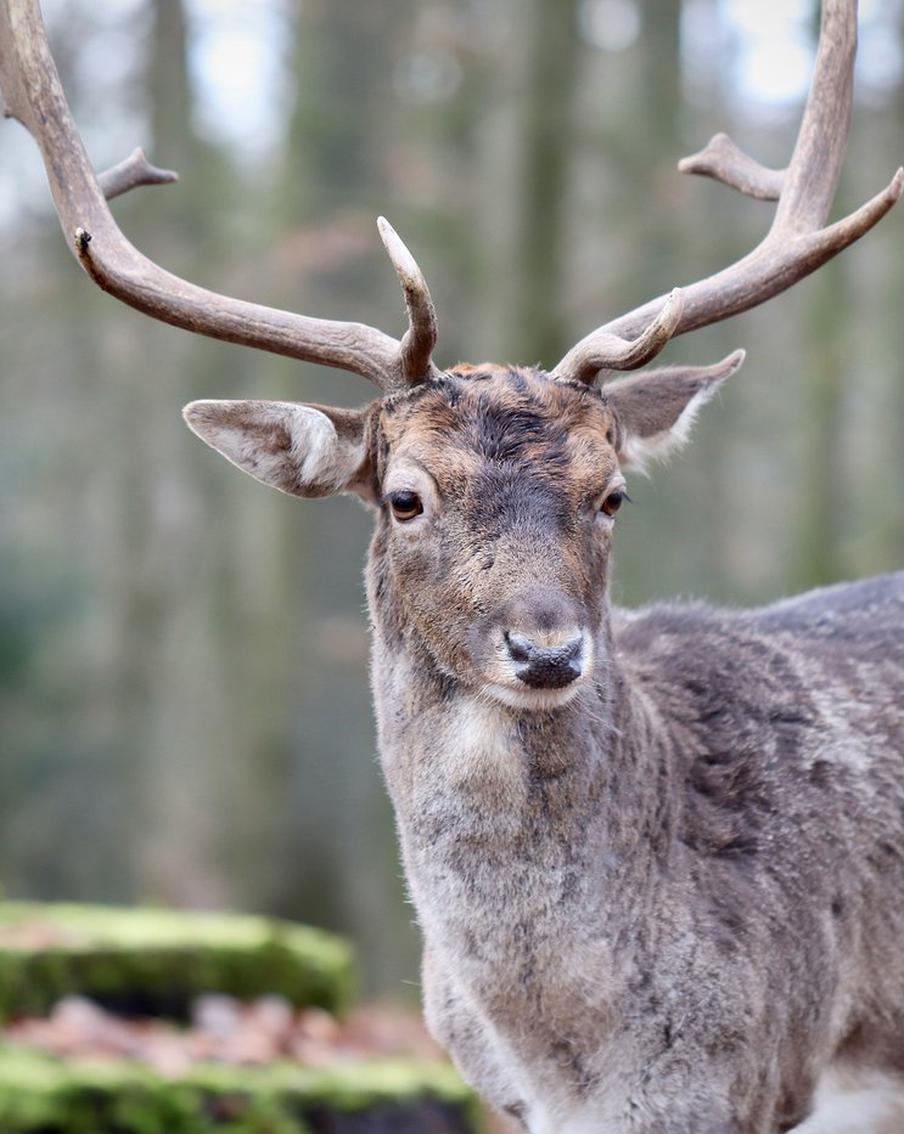 Топ-5 мест в Подмосковье, где можно посмотреть на оленей и покататься на оленьей упряжке