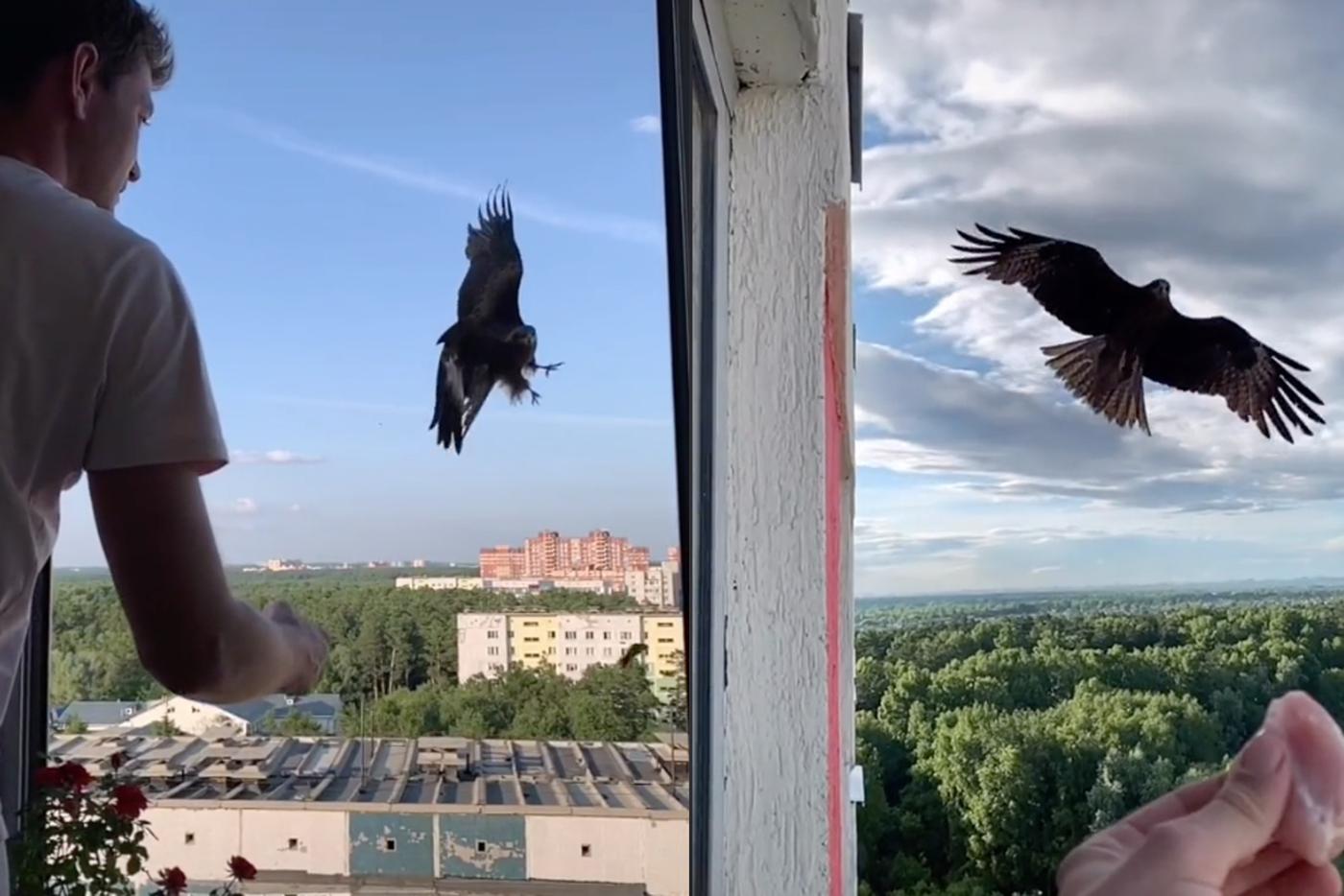 Москвич кормит хищную птицу из окна и собирает в соцсетях миллионы просмотров