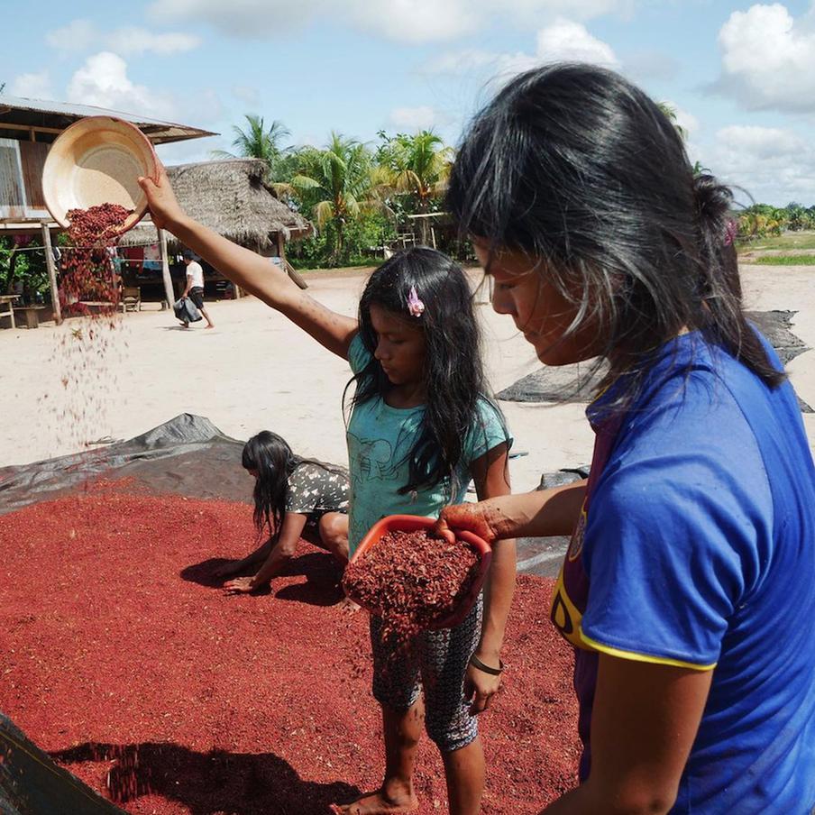 Ачоте — кустарник в Амазонии. Его плоды — колючие коробочки с семенами яркого красного цвета. Это популярный краситель. Он пищевой и активно экспортируется.