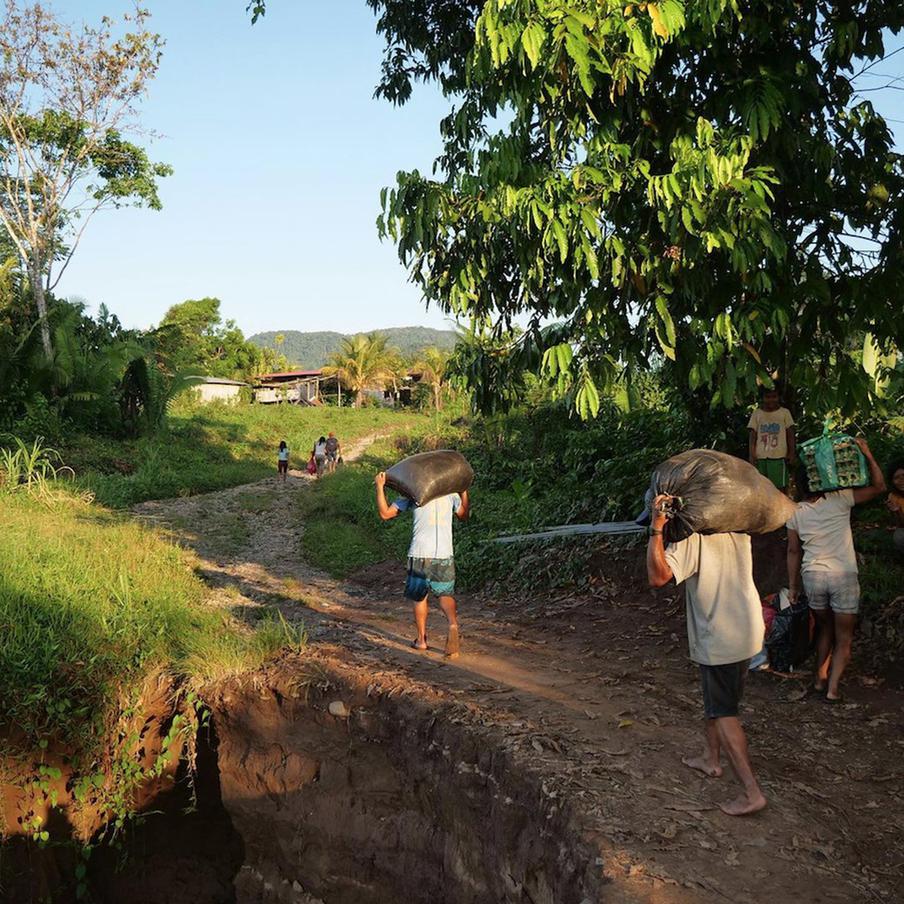 Сбор урожая ачоте.