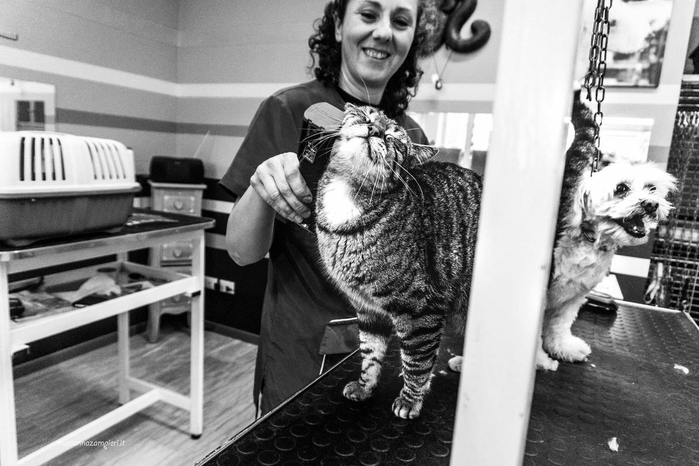 Кот в исполнении Марианны Зампьери.