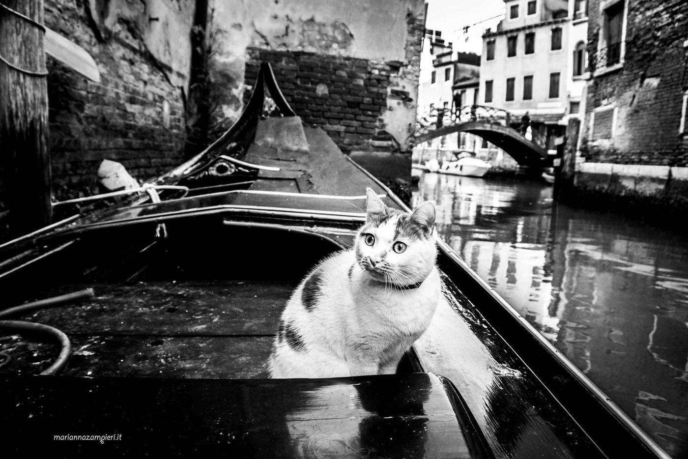 Кот в исполнении Марианны Зампьери.