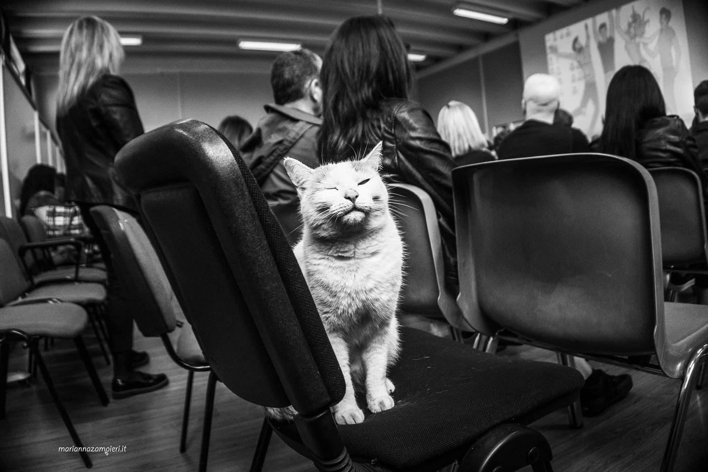 Кот в исполнении Марианны Зампьери.