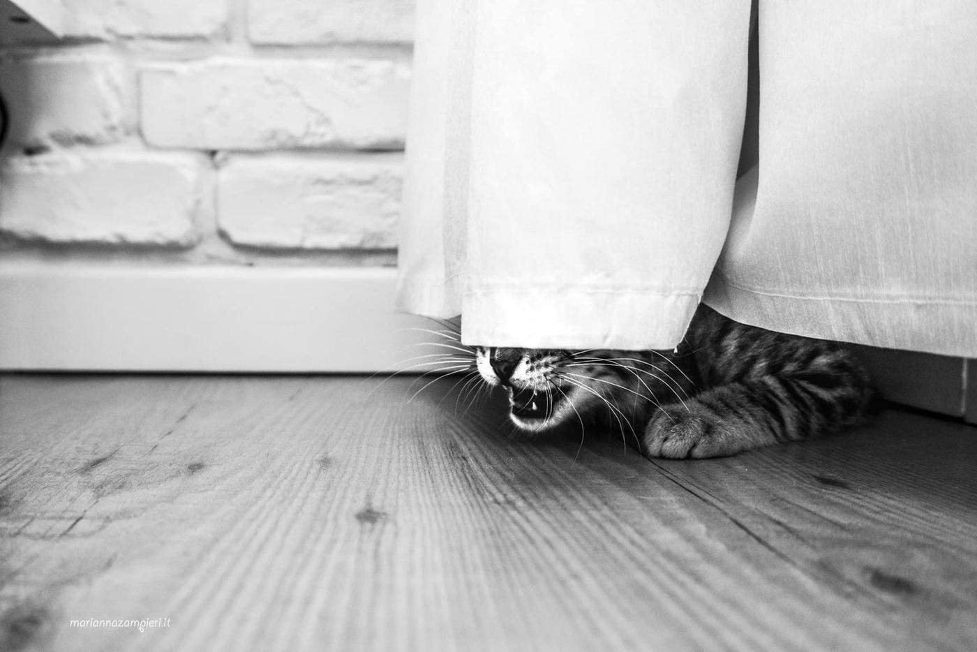 Кот в исполнении Марианны Зампьери.