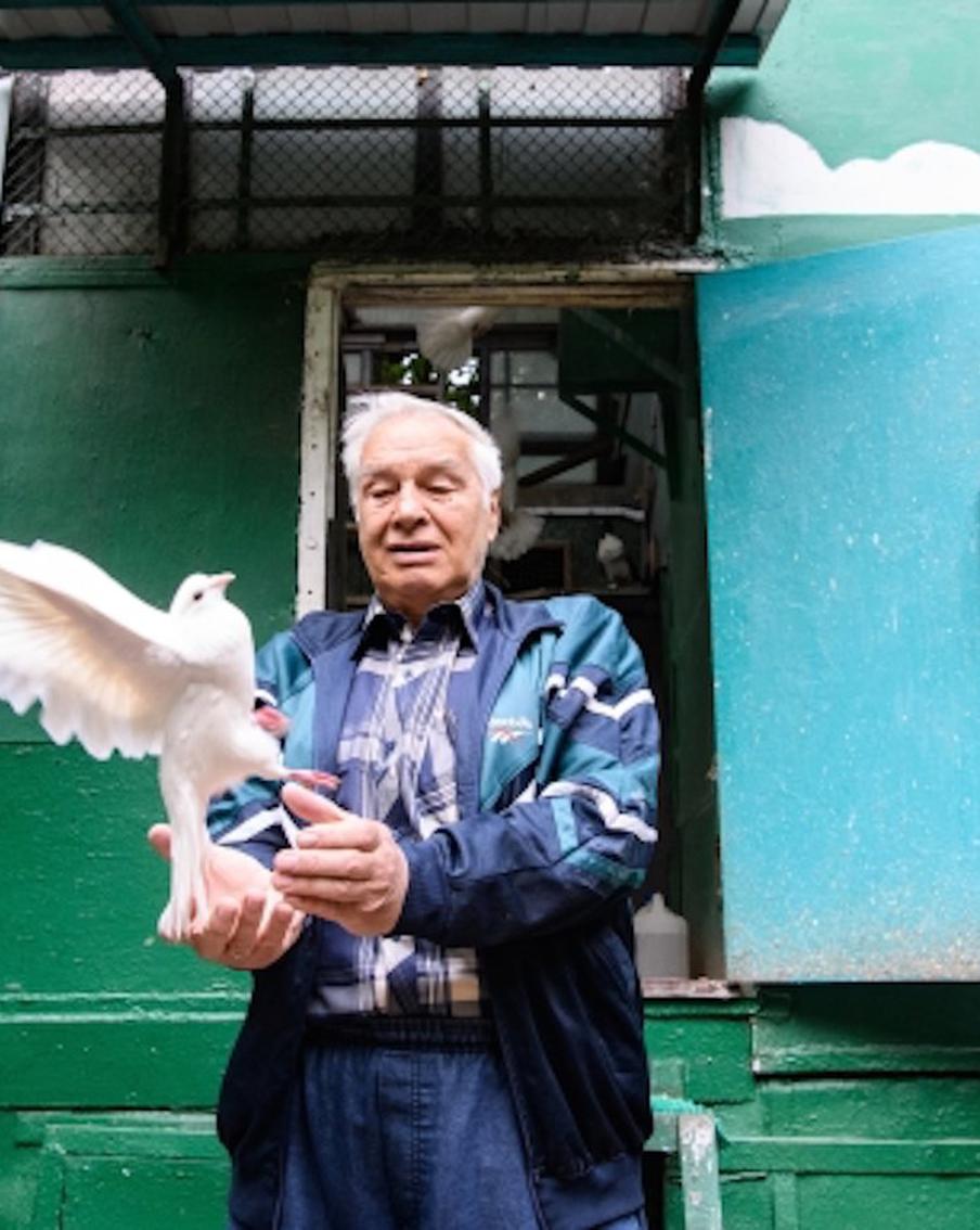 Голубей взяли под крыло: власти решили обновить старую голубятню