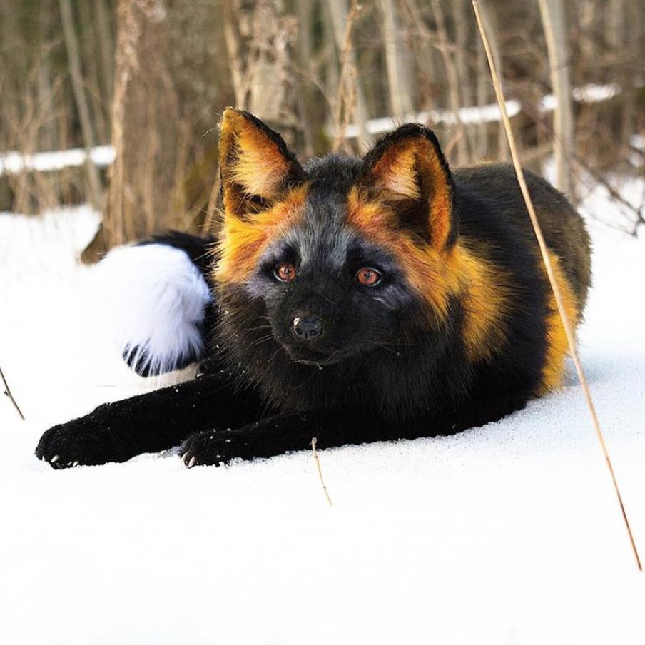 "Лиса – это дух противоречия. Бросила все заказы и села делать лису для себя".