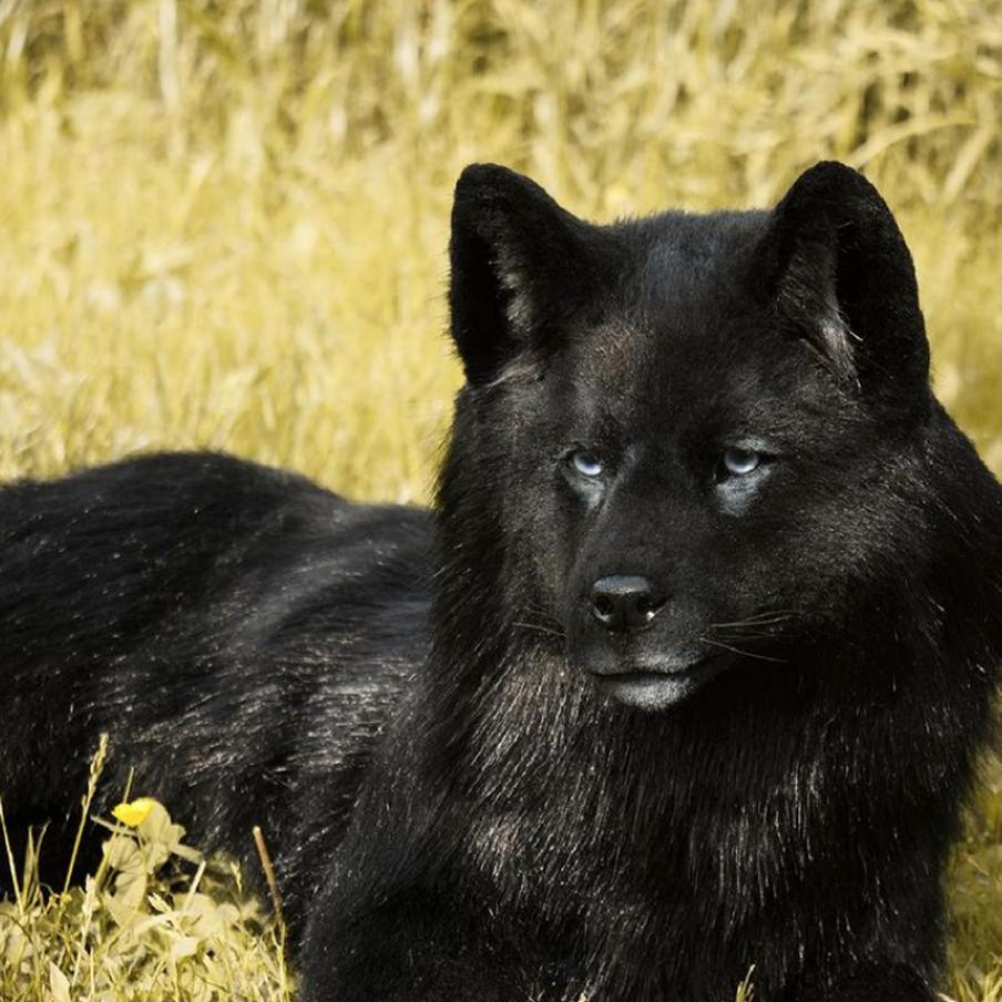 "Мой канадский волк был наречён собакой, но я не расстроилась".