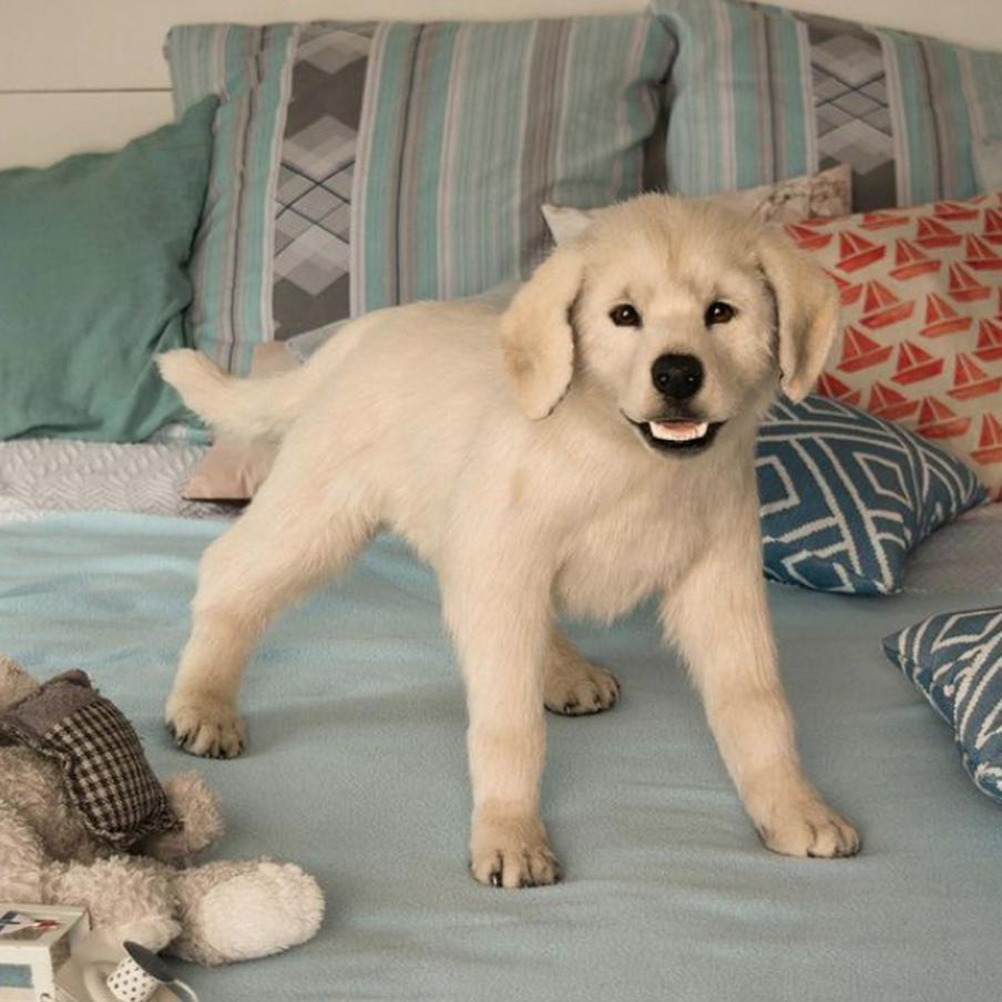 "На сегодня считаю этого щенка своей лучшей работой".