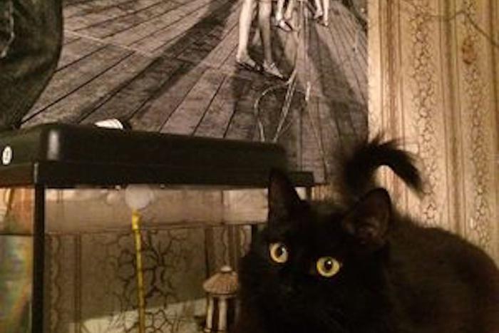 Москвичи забирают из приютов чёрных котов в три раза реже остальных. Но это не значит, что они не способны принести в дом настоящее счастье