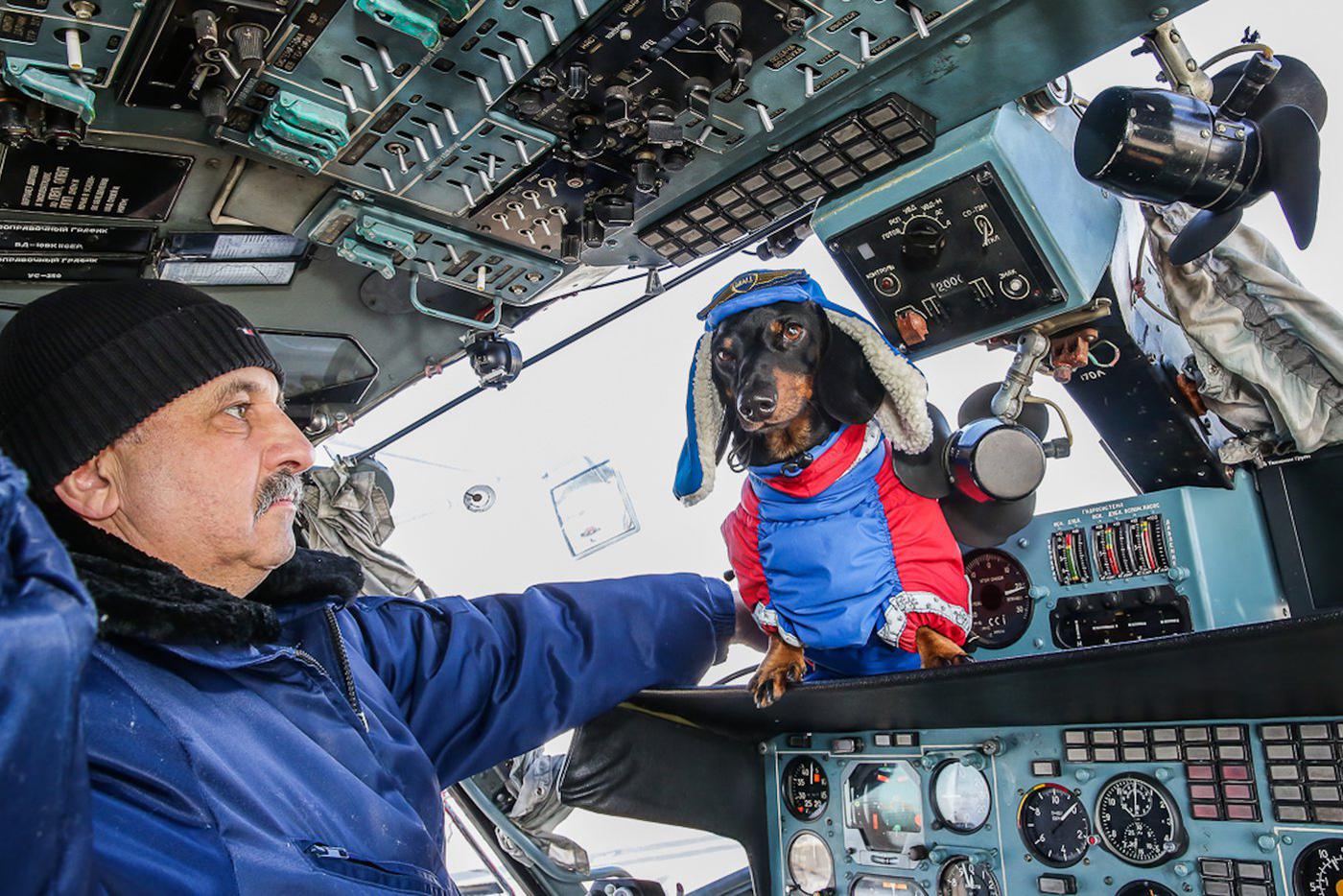 Такса Маруся