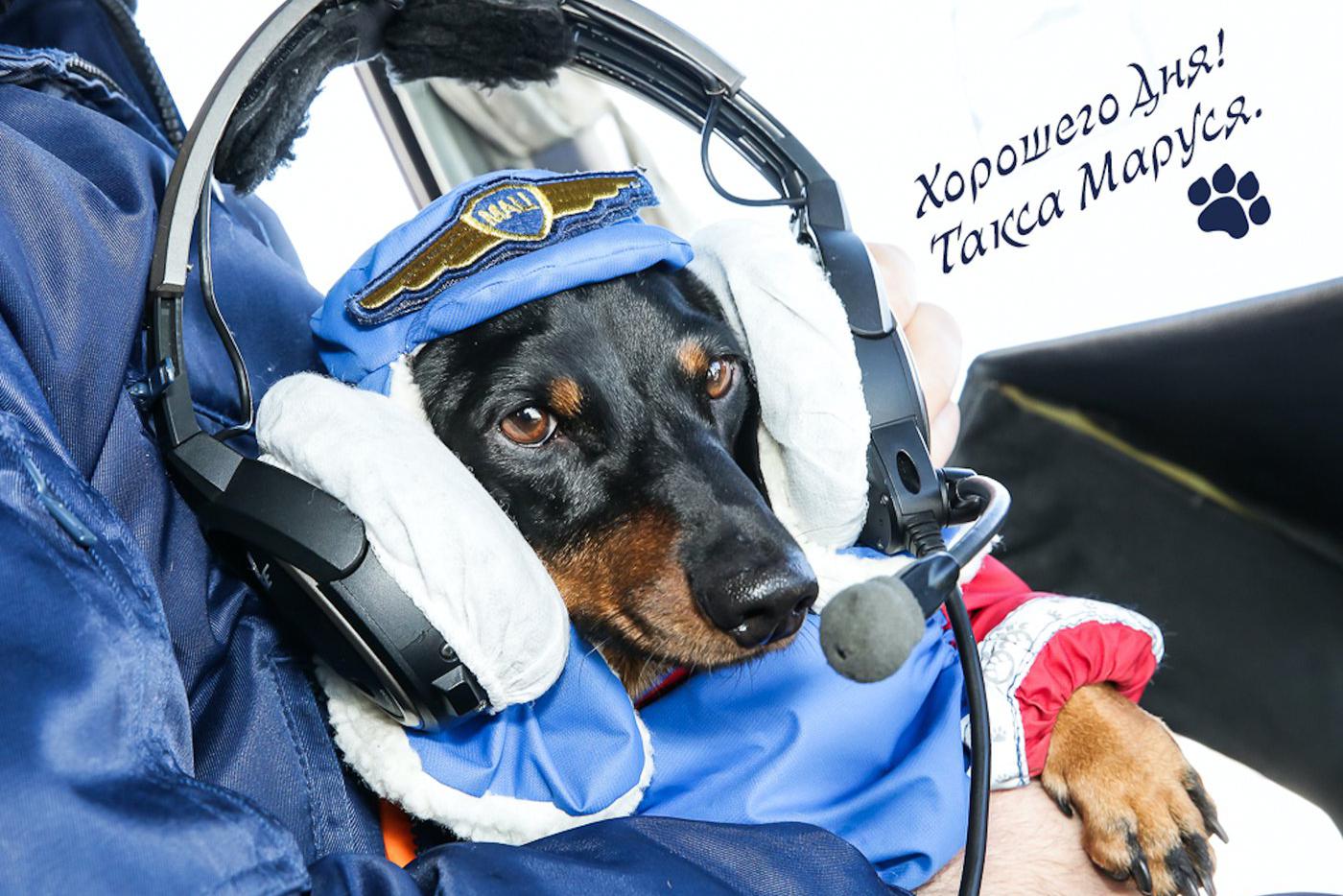 Такса Маруся