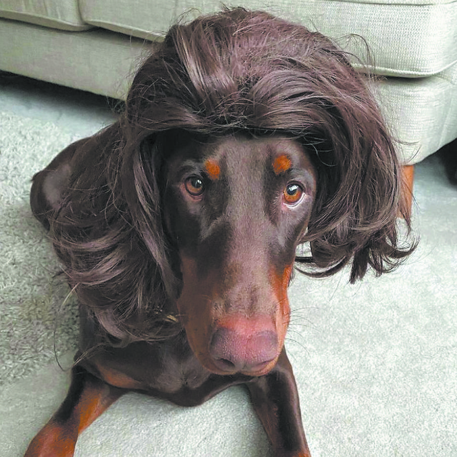 Новая причёска придаёт собачьей морде исключительную выразительность.