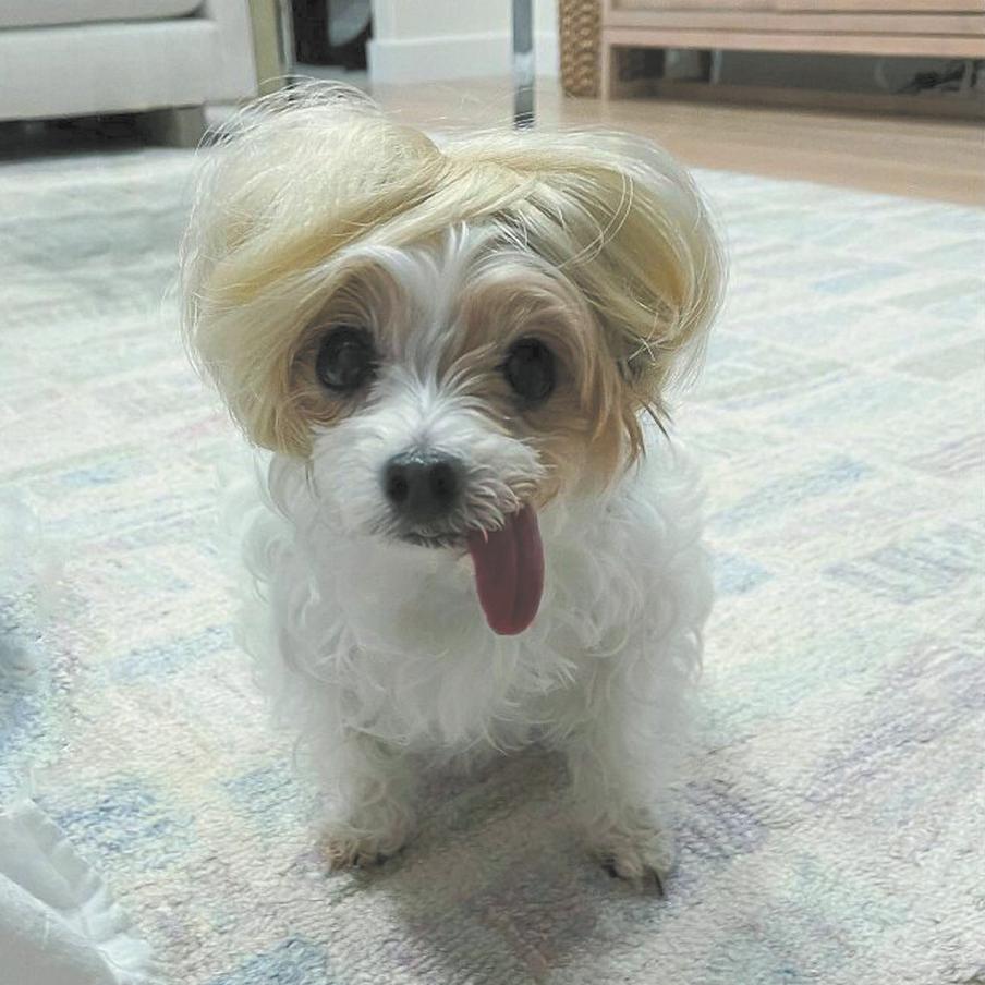 Немного взъерошить парик и ваш ветренный образ готов.