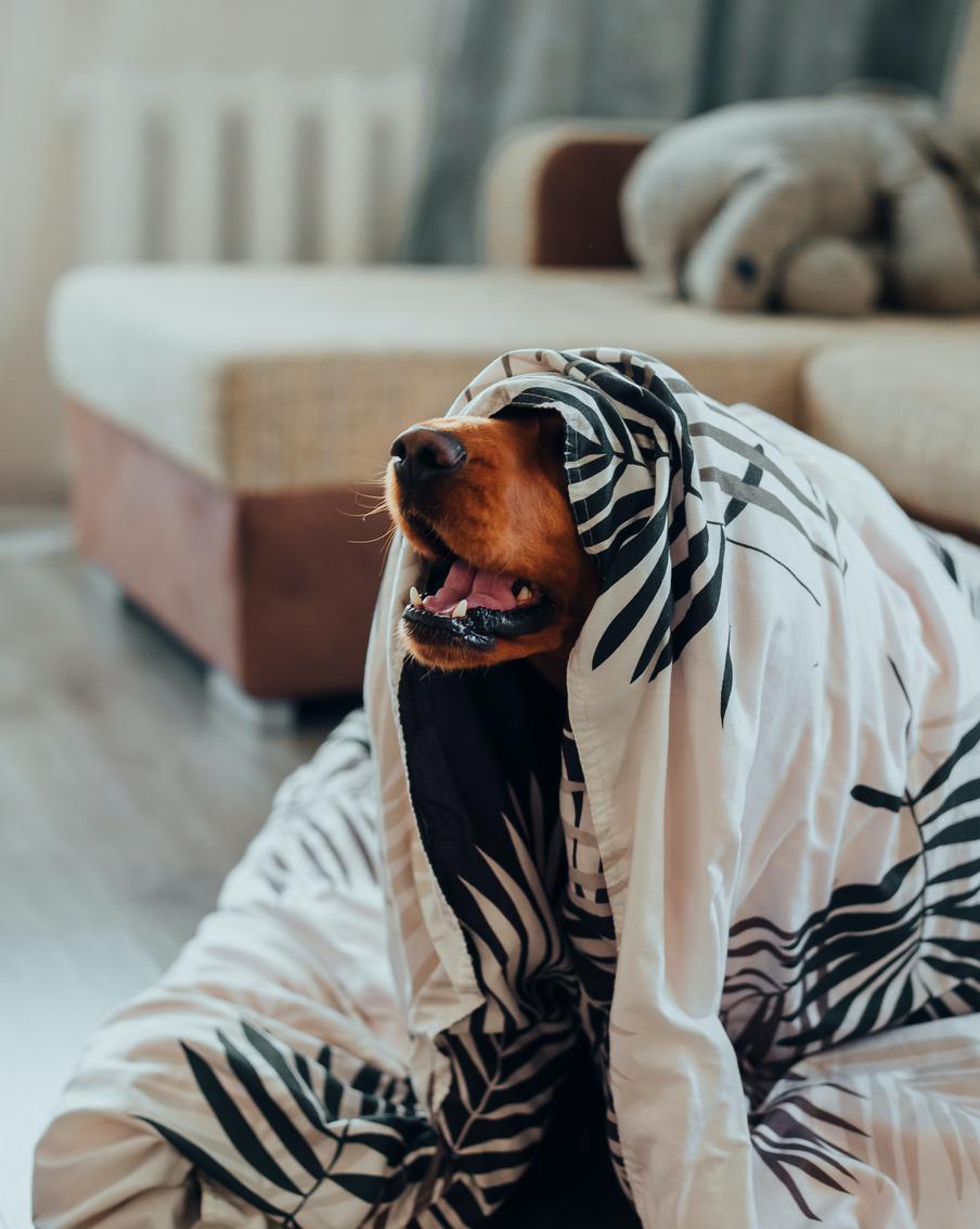 Как помочь своему питомцу спокойно перенести новогодние фейерверки