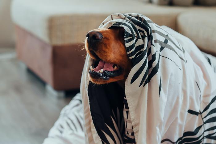 Как помочь своему питомцу спокойно перенести новогодние фейерверки