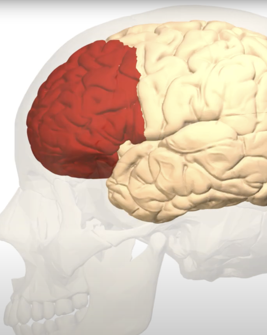 Что удалось обнаружить нейрофизиологам НИУ ВШЭ, или где же она, кнопка щедрости?