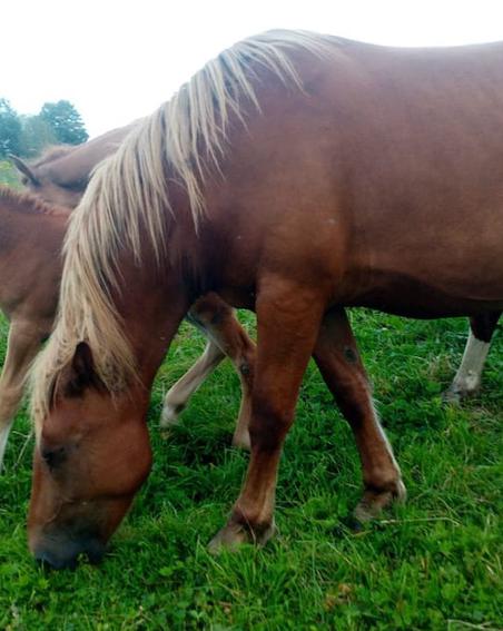 Полицейские задержали двух мужчин, делавших колбасу из ворованных лошадей