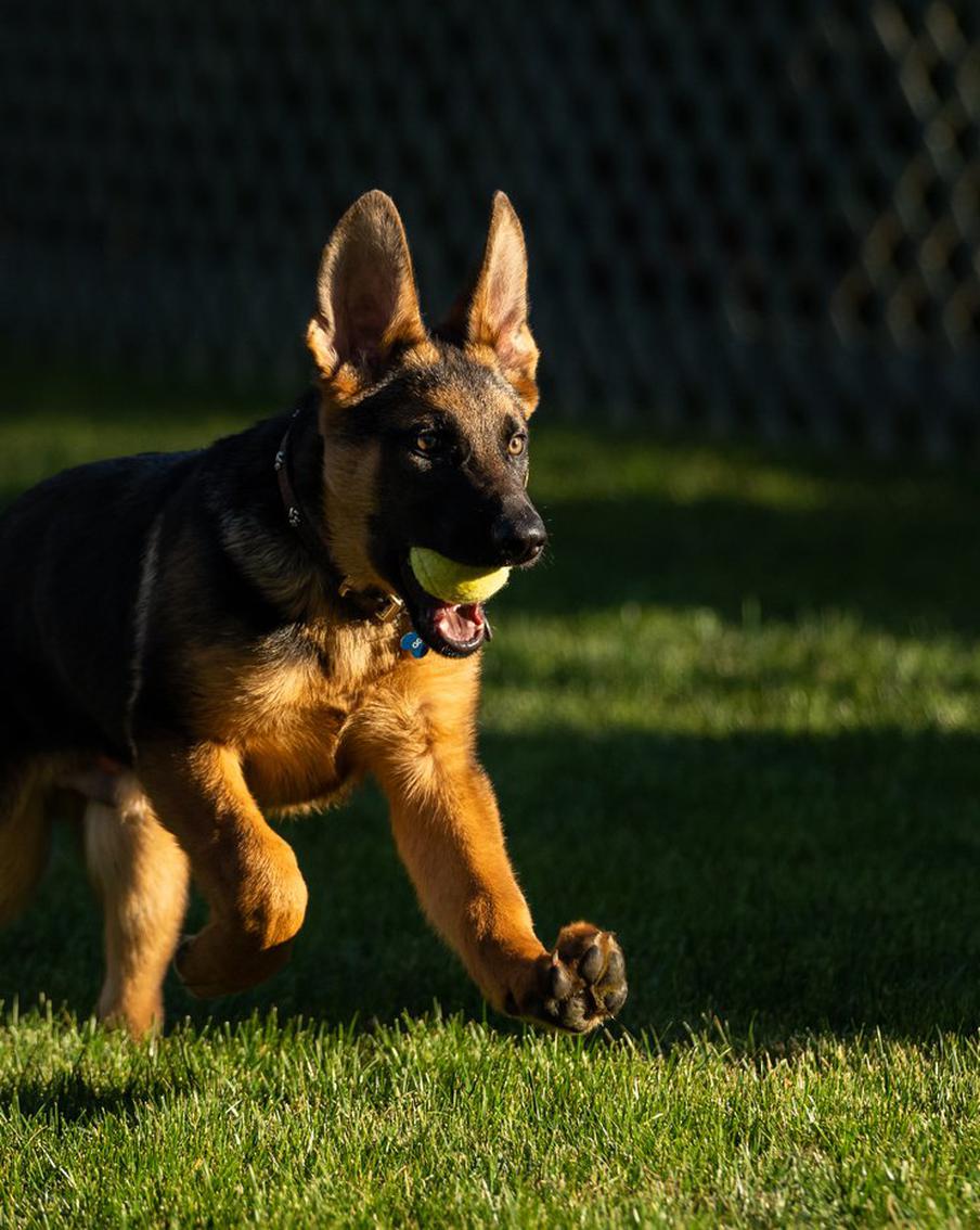В Белом доме поселилась новая собака. Щенка президенту США подарили родные