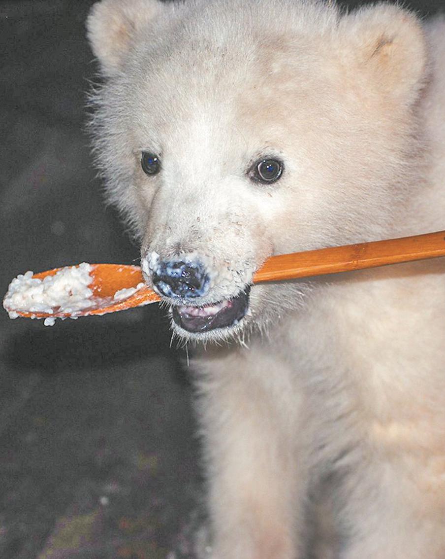 Белые медвежата страдают от доброты людей, которые решаются их подкармливать