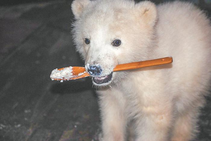 Белые медвежата страдают от доброты людей, которые решаются их подкармливать