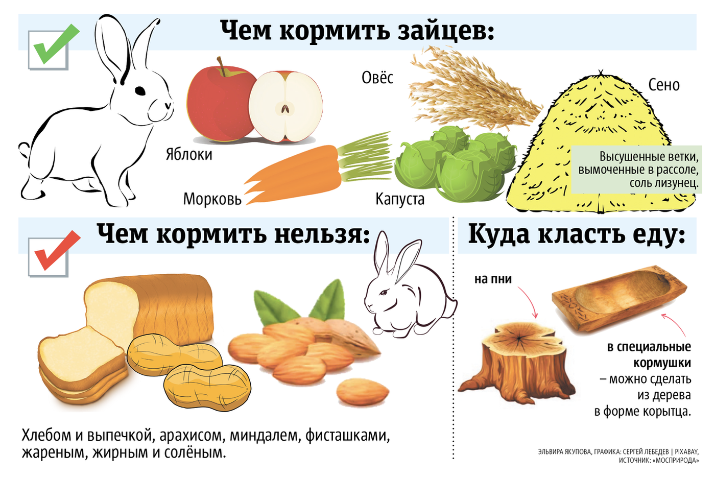 Как правильно кормить зайцев