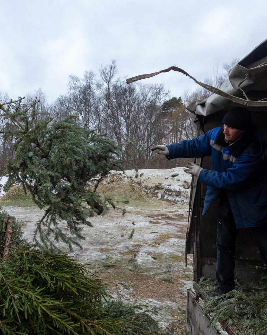 Две судьбы русской ёлки: в щепки  или в шахматы?