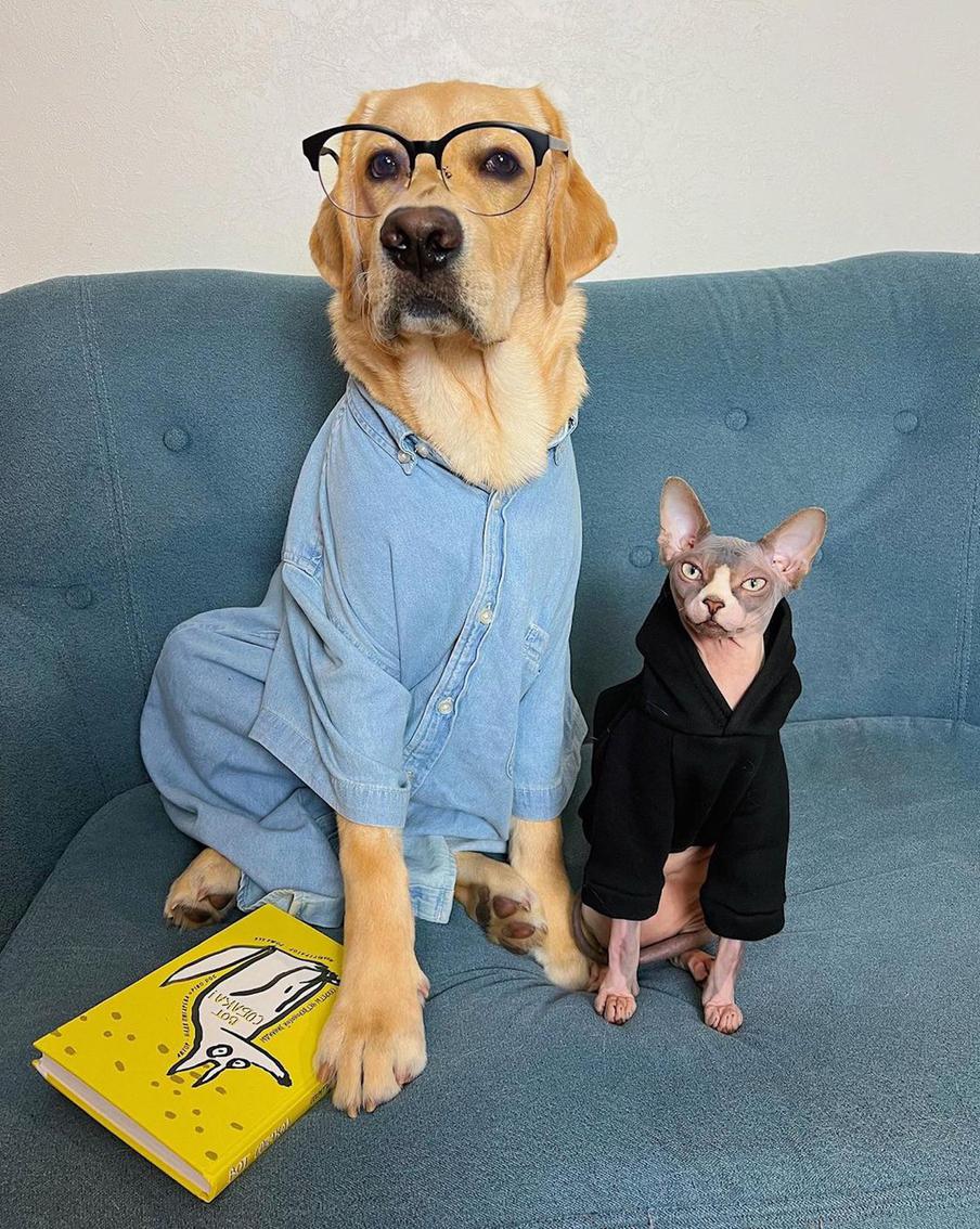 Книги пёс и кот тоже любят, как и газету.