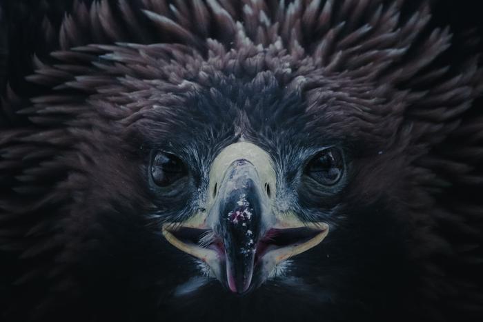 Где таинственно, там и опасно: школьник раскрыл истинную сущность зверей из Московского зоопарка