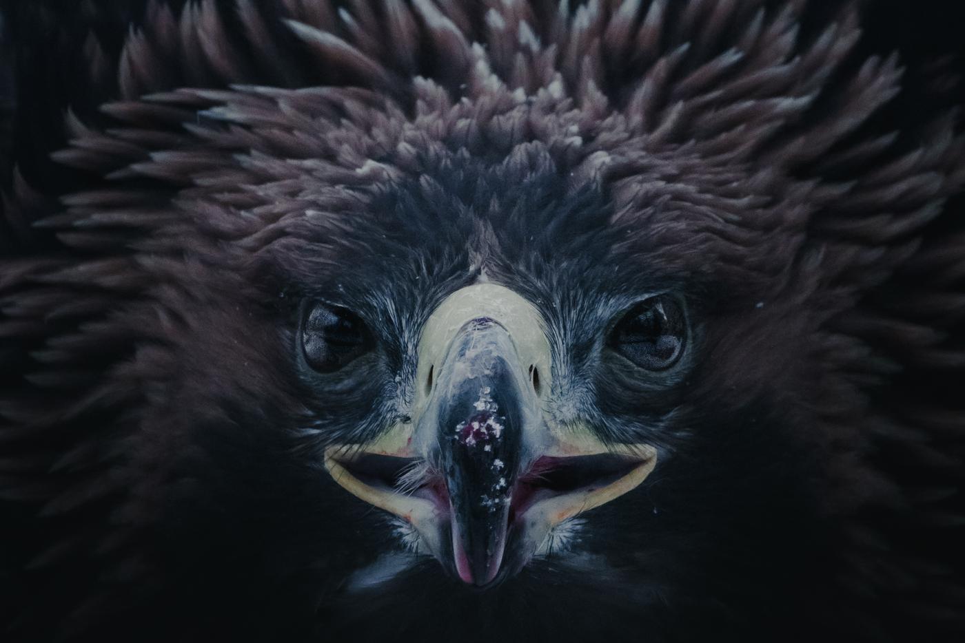 Где таинственно, там и опасно: школьник раскрыл истинную сущность зверей из Московского зоопарка