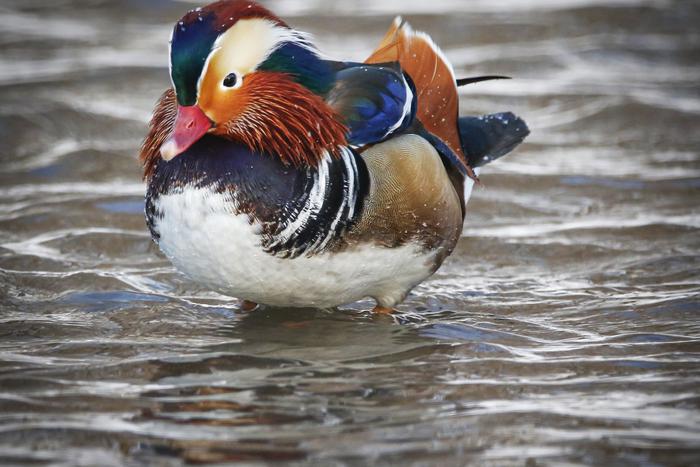 Пернатые беглецы и рептилии-отказники. Откуда в столице берутся редкие животные