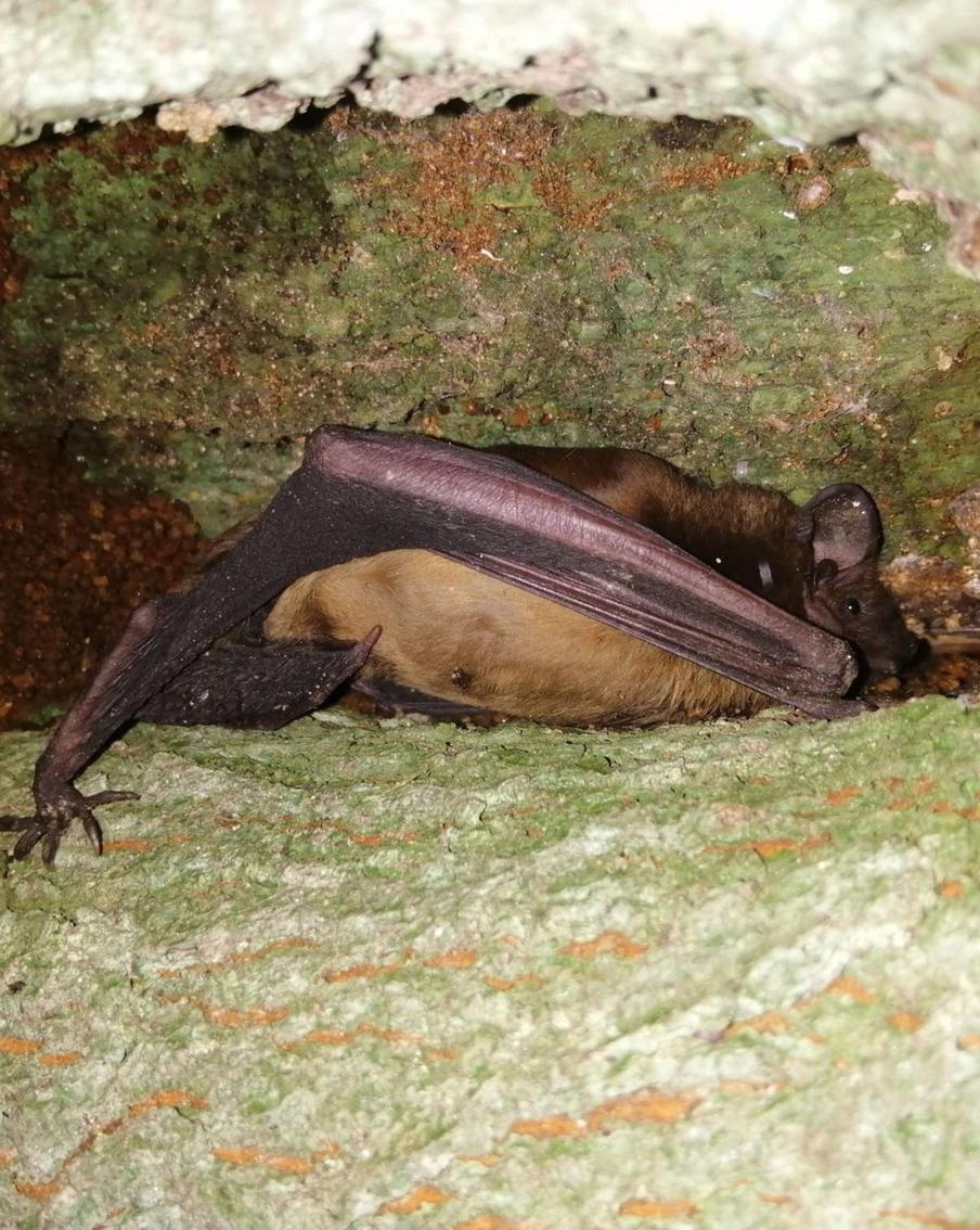 Рука-крыло приходит в себя: как многодетная мать спасала летучую мышь