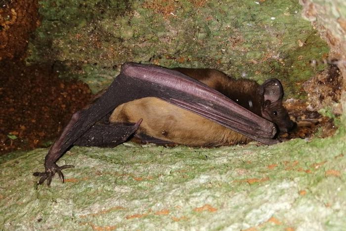 Рука-крыло приходит в себя: как многодетная мать спасала летучую мышь