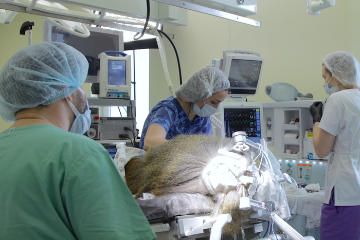 В России провели уникальную операцию на павиане – люди на очереди