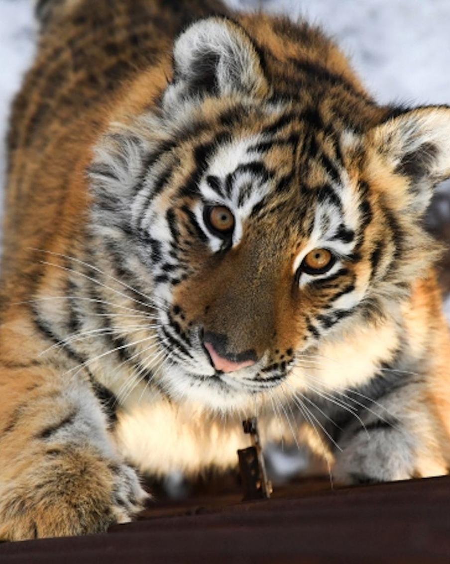 Эксперт рассказал, как будут отлавливать загулявшего амурского тигра в Приморье