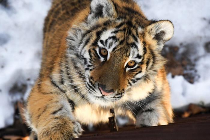 Эксперт рассказал, как будут отлавливать загулявшего амурского тигра в Приморье