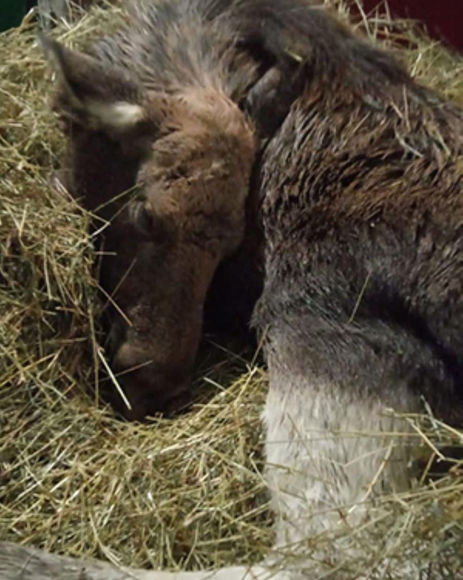 Сейчас лосиха в безопасности