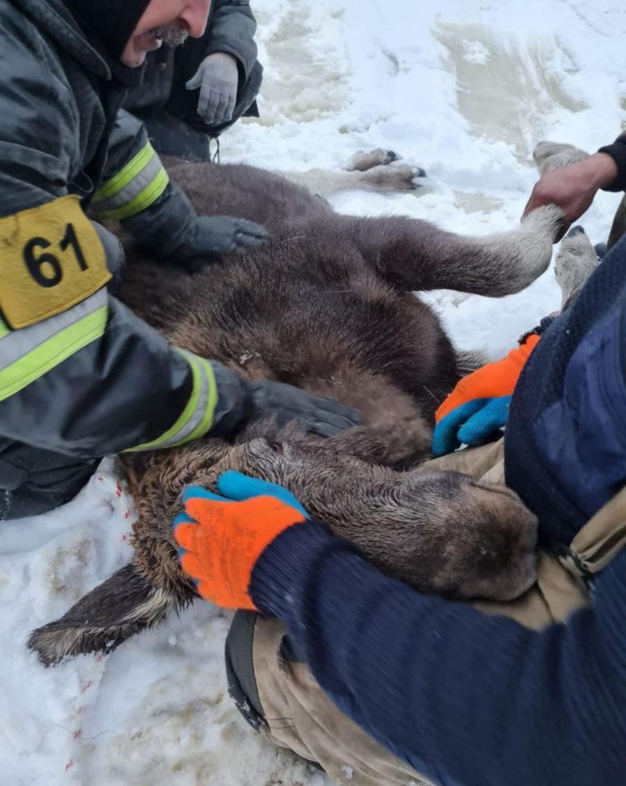 Животное уже не двигалось