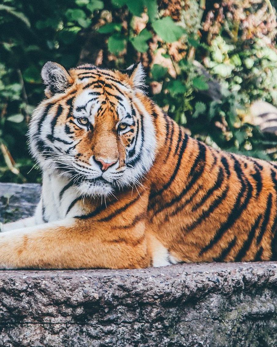 Тигр приготовил Свинье романтику, а Петуху – проблемы. Изучаем астрологический прогноз на год