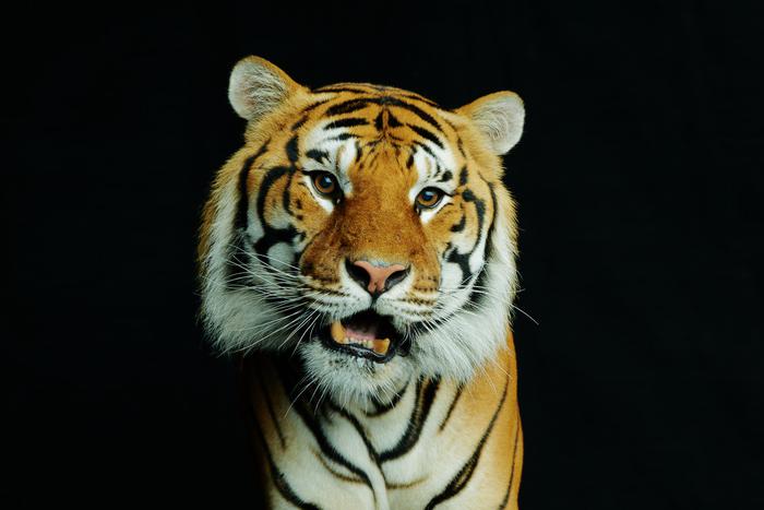 5 столичных мест, где москвичи могут встретить тигра