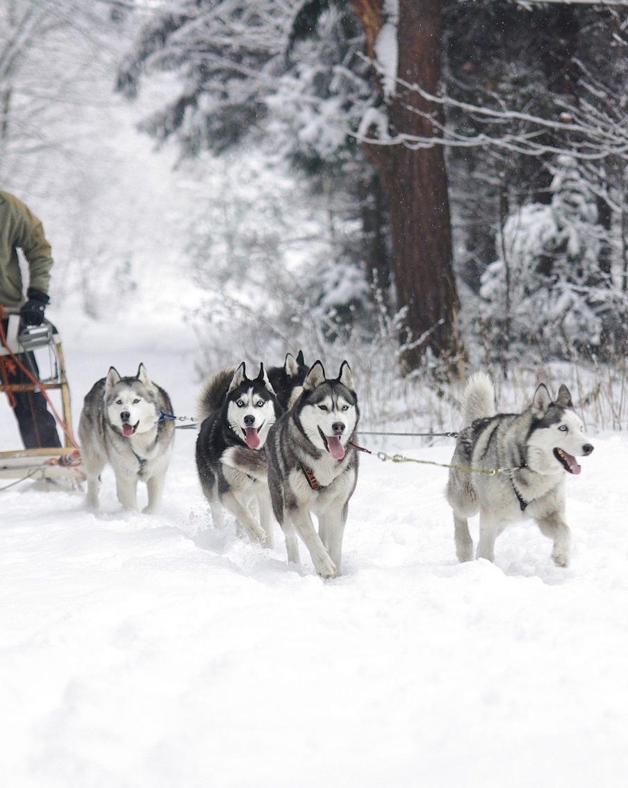 Составляем список дел на февраль: катаемся на хаски, узнаём всё про Памелу Андерсон и слушаем лекции