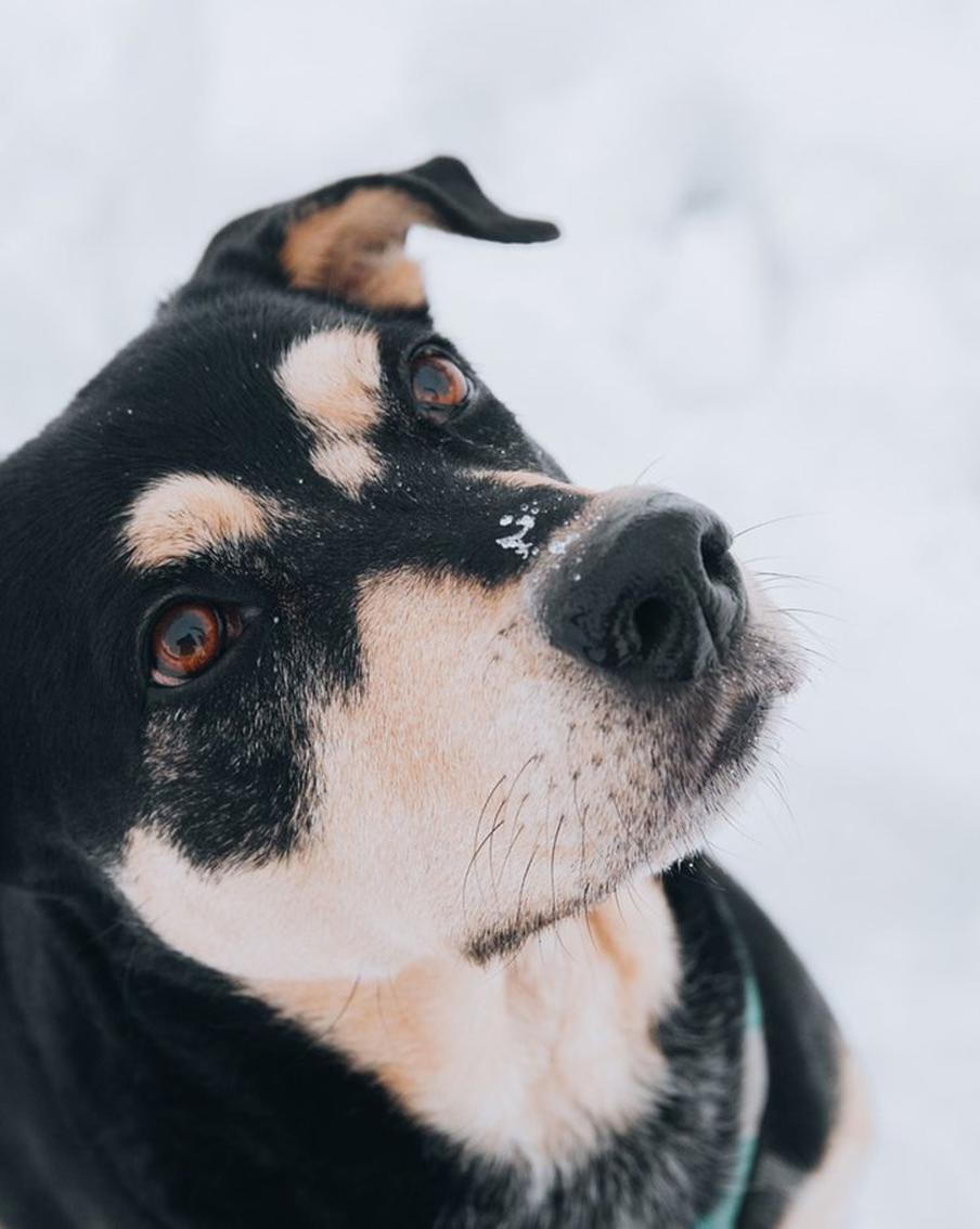 Собачья жизнь выходит на простор: В Москве появились площадки нового типа