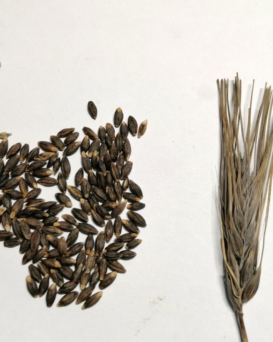 Опубликован тревожный прогноз по деменции. Учёные предлагают бороться с недугом пшеницей