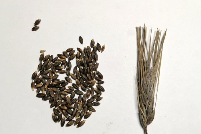 Опубликован тревожный прогноз по деменции. Учёные предлагают бороться с недугом пшеницей