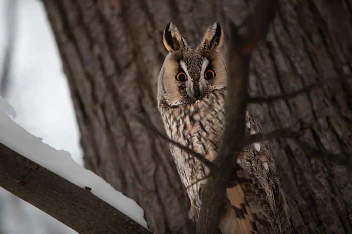 "Кричит сова, пушистенькая совка": Как поймать редкие ушки в объектив