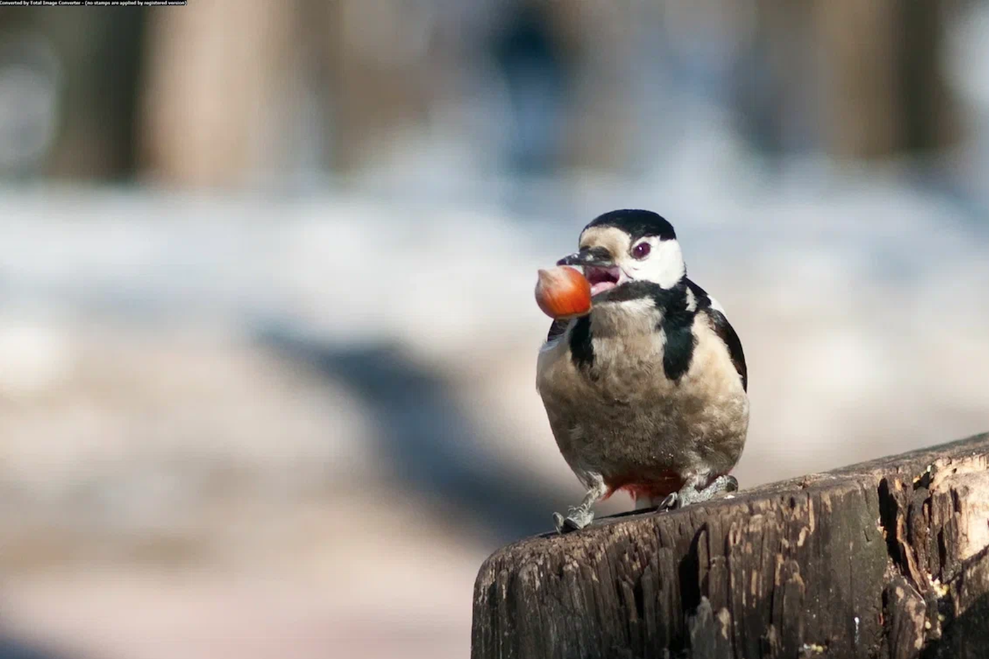 Большой пёстрый дятел.