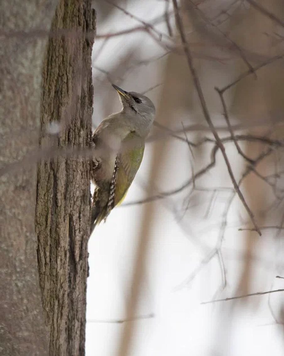 Седой дятел.