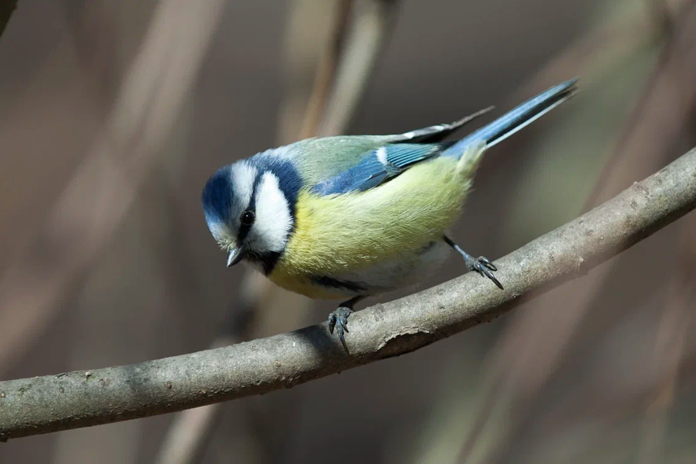 Синица-лазоревка.