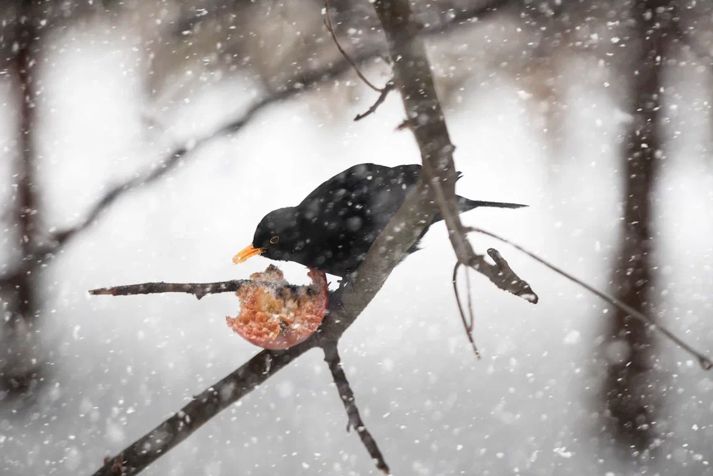 Чёрный дрозд.