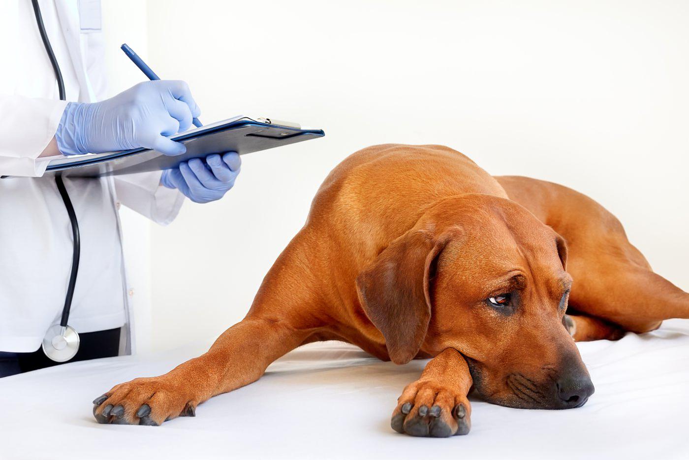 Болезни породы собак. Крупная порода собак у ветеринара. Невролог Ветеринария прием. Собака боится раздражители.